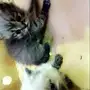 هملايا عمر شهر 