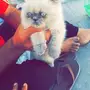 قط هاف بيكي للبيع جميل جدا