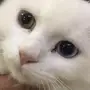 للبيع شيرازيه 