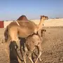 خلفه للبيع