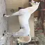 حصان شعبي بالاحساء سيم ب 6 الف