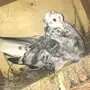 قنادي للبيع 