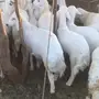 رخال للبيع