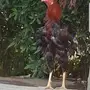 ديك مدري وش نوعه