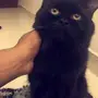 بسة شيرازي جميلة لونها اسود 