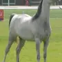 فرس للبيع