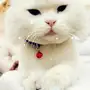 للبيع بس شرازي 