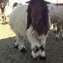 هرافي جبرة وزينة للي يبي يفحل او يذبح 