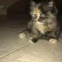 قطه هملايا العمر شهرين