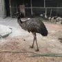 نعام ايمو للبيع