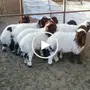 بهم نعيم طيبة من مراح نظيف