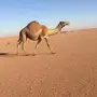 لقحه ملاقي 