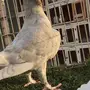 ((جوز مسويد))