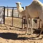 بكره للبيع مزيون 