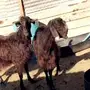 عنزين سوريات طيبات حليب وافر شرط 
