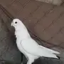 جوز شامي 