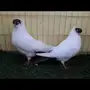 جوز هلمت احمر مستوى فاخر 