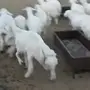 خرفان جذعان العدد39_تثليث 