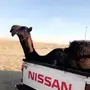 قعود مجهم 
