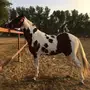 مهر شعبي للبيع بجيزان 
