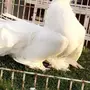 ((جوز رقاص امريكي ابيض بيور))