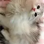 قطه صغيره للبيع 