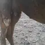خلفة للبيع 
