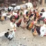 دجاج للبيع