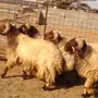 اربع فحول نعيم نقدا اومقايضة