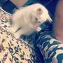 قطه للبيع 