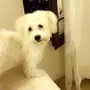 كلب مالتيز عمرها 5شهور