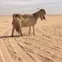 معزا صفر 