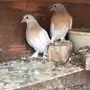 طبه حمام تركي