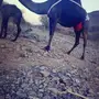خلفة منيحة منوة القناي