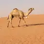 بعير منتج 