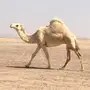 ناقه حايل طيبه