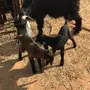 عنز حدرها تيوس 