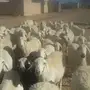 غنم مابين ثنيه ورباع وسدس 