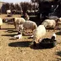 مراح نعيم للبيع