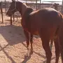 حصان شعبي