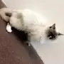 قط هملايا