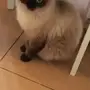 قطة هملايا مون فيس Moonface للبيع