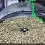 قهوة ابوناشي
