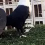 ((جوز لبناني شرخشلي))