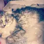 قطة شيرازيه للبيع.