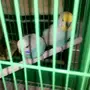جوز بادجي هولندي لون جميل