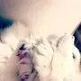 قطة شيرازي للبيع