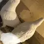 جوز ابرش سوري للبيع 