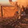 البيع مستعجل 