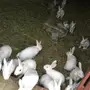 ارانب فرنسي 